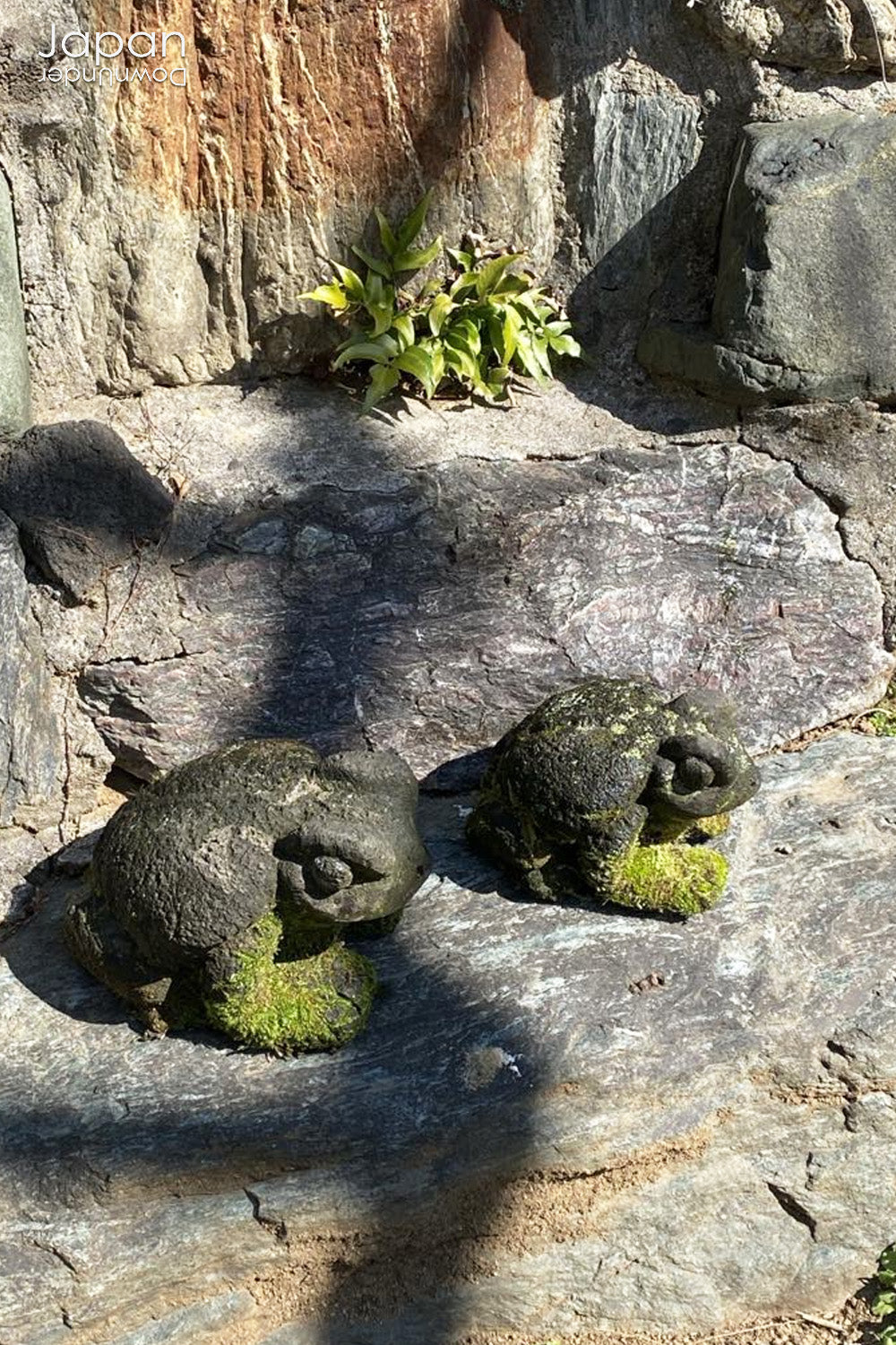 Transform your garden or indoor space with the timeless beauty and positive energy of our traditional Japanese stone frog garden decor. Known for symbolizing good fortune, luck, and protection, this delightful frog will bring a sense of tranquility and joy wherever it is placed.